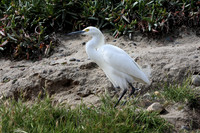 egret lands in front of me...
