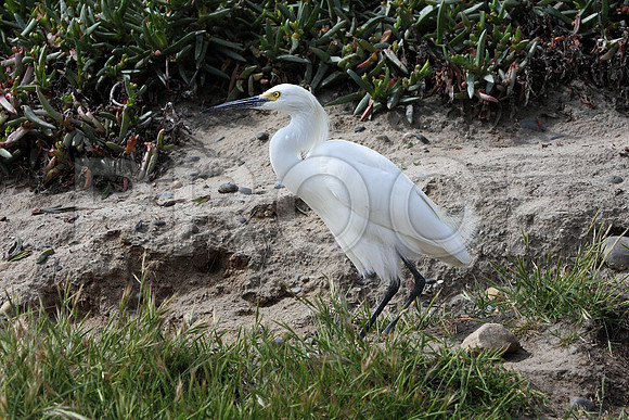 egret lands in front of me...