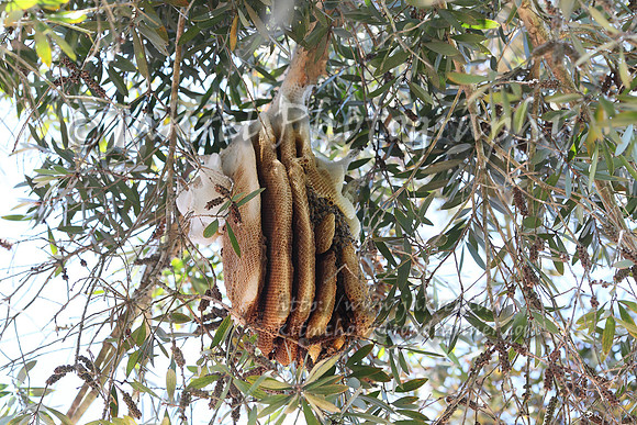 Beehive in our side yard!