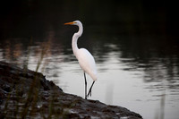 Carlsbad Photography, Wildlife and other Critters