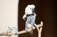 Carlsbad Photography, Wildlife and other Critters