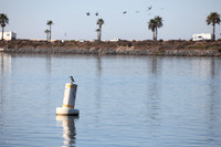 Carlsbad Photography, Wildlife and other Critters