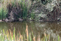 Black-crowned Night Heron