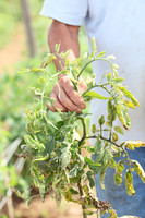 diseased tomato plant