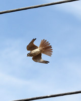American Kestrel - pest control