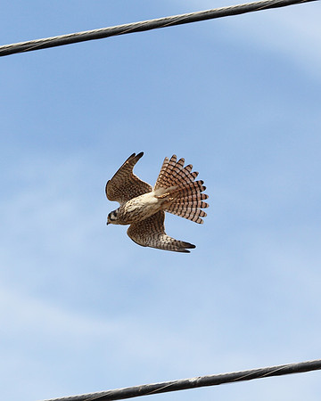American Kestrel - pest control