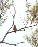 Red Shoulder Hawk