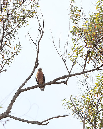 Red Shoulder Hawk