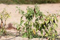 pepper