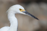 Carlsbad Photography, Wildlife and other Critters