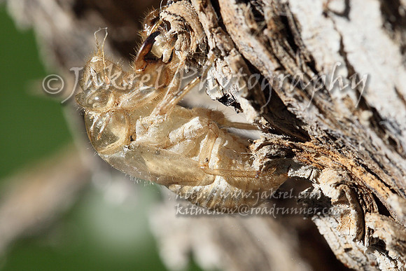 Cicada Shell