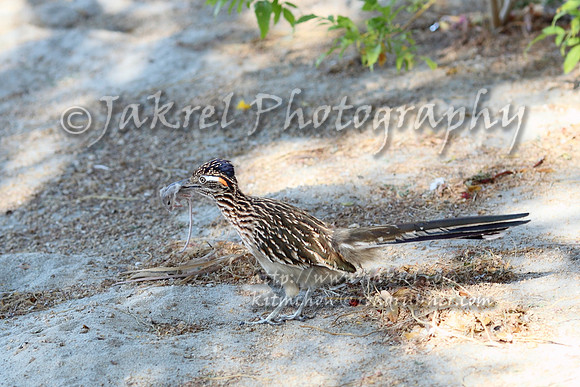 Roadrunner eating a Pocket Mouse