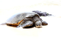 Carlsbad Photography, Wildlife and other Critters
