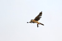 Carlsbad Photography, Wildlife and other Critters