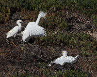 Carlsbad Photography, Wildlife and other Critters