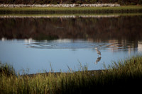 Carlsbad Photography, Wildlife and other Critters