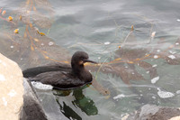 Carlsbad Photography, Wildlife and other Critters
