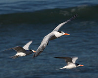Carlsbad Photography, Wildlife and other Critters