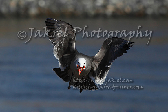 Valentine seagull