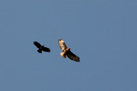 Carlsbad Photography, Wildlife and other Critters