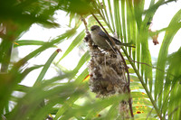 Carlsbad Photography, Wildlife and other Critters