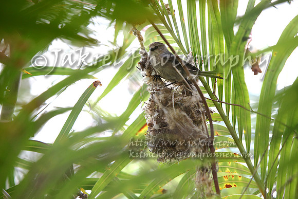 bushtit nest outside our living room