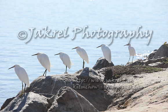 Egrets in a Row