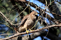 Carlsbad Photography, Wildlife and other Critters