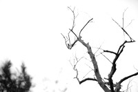Carlsbad Photography, Wildlife and other Critters