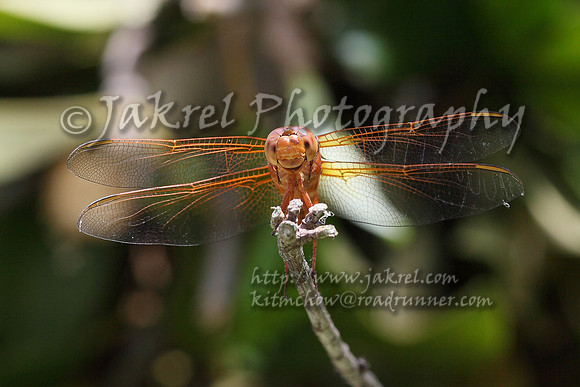 Smiling Pippi Longstocking Dragonfly