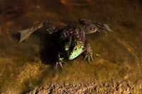 Carlsbad Photography, Wildlife and other Critters