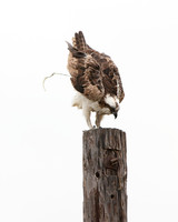 Carlsbad Photography, Wildlife and other Critters