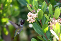 Carlsbad Photography, Wildlife and other Critters