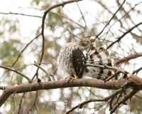 Cooper's Hawk