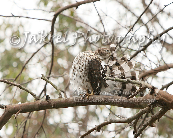 Cooper's Hawk