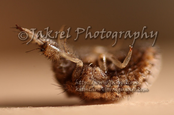 ant lion