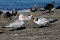 Carlsbad Photography, Wildlife and other Critters