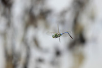 Carlsbad Photography, Wildlife and other Critters
