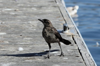 Carlsbad Photography, Wildlife and other Critters