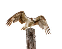 Carlsbad Photography, Wildlife and other Critters
