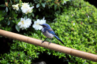 Carlsbad Photography, Wildlife and other Critters