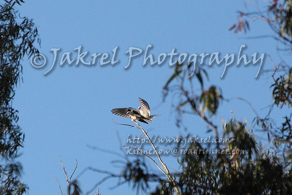 Kites Mating