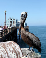 Carlsbad Photography, Wildlife and other Critters