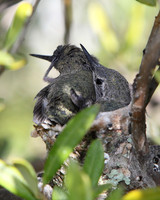 Carlsbad Photography, Wildlife and other Critters