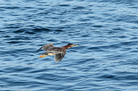 Carlsbad Photography, Wildlife and other Critters