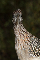 Carlsbad Photography, Wildlife and other Critters