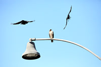 Carlsbad Photography, Wildlife and other Critters