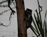 Carlsbad Photography, Wildlife and other Critters