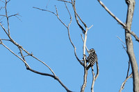 Carlsbad Photography, Wildlife and other Critters