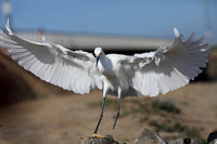 Carlsbad Photography, Wildlife and other Critters